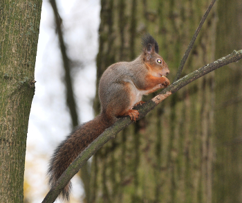Eichhörnchen / ***