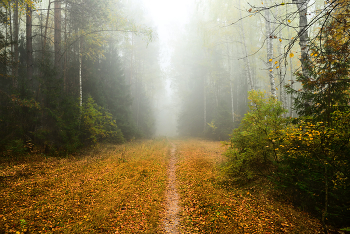 The road to autumn / ***