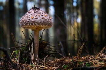 Under the umbrella / ***
