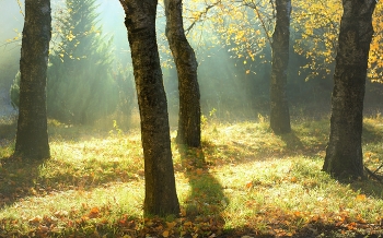 Nebel zerstreut / ***