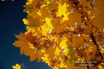 Gold / ***