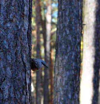 Nuthatch / ***
