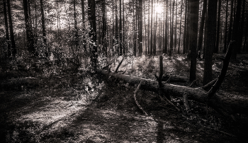 Im Wald / ***