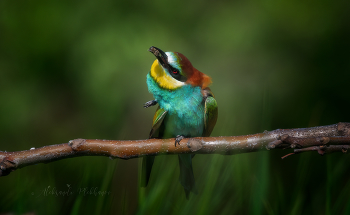  / European bee-eater