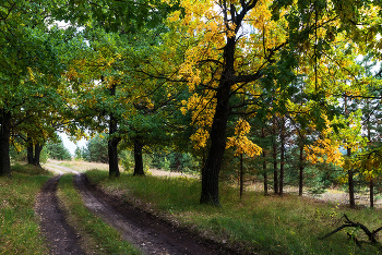 Road / ***