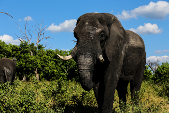 Was guckst Du? / aufgenommen im Chobe Nationalpark