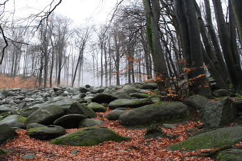 Natur / Odenwald / Hessen