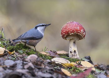 in den herbstlichen Wald / .....