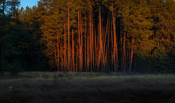 Kiefernwald / ***