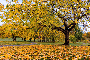 gold autumn / ***
