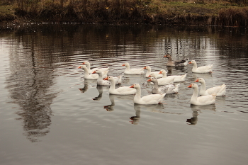 Geese / ***