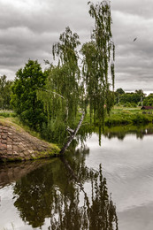 Birke / ***