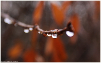 November / ***