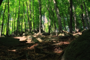 Natur / Odenwald / Hessen