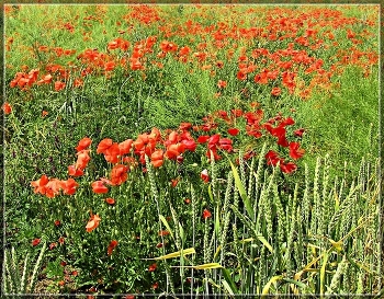 Field of Poppies / ***
