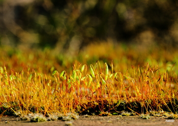 Wald :) / Ein kleine wald auf der Mauer.....