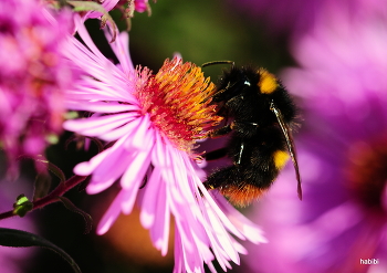 Sommer 2022 / der Wiesenhummel an der Quelle....:)
