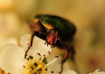  / Der Rosenkäfer / Cetonia aurata erwischt am feldweg.