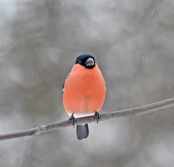Bullfinch / ***