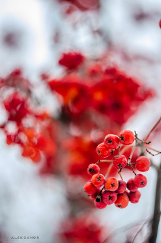 Red rowan / ***
