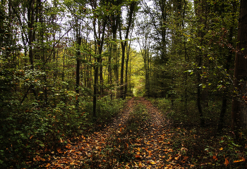 Straße zum Herbst / ***