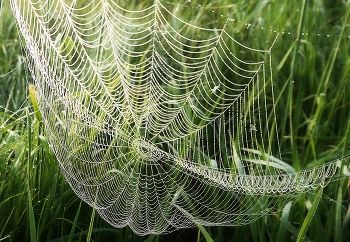 Gossamer ... / ***