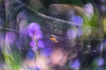 spider / ***