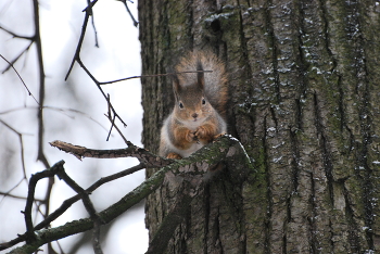 Squirrel / ***