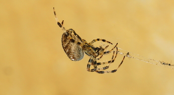 Spinne / ***