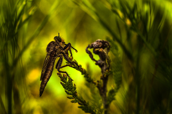 in ambush / ***