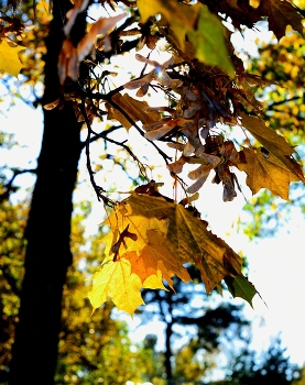 Maple / ***