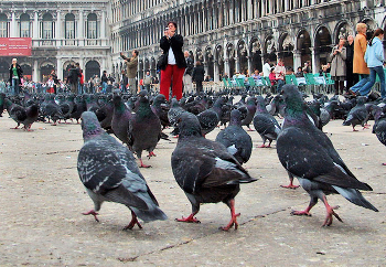 Pigeons / ***