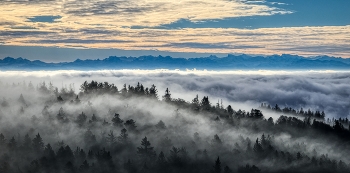 mystisch / wallender Nebel im Rheintal