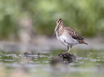 On the island / .....