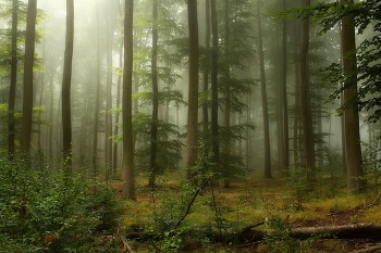 Fog dissipates / ***
