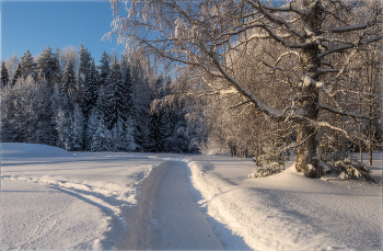 In the forest on the edge / ***