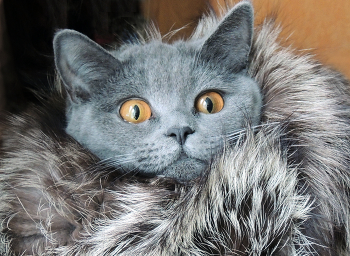 cat / ***