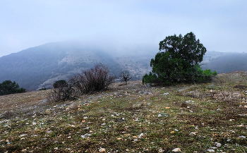 Etude with fog / ***
