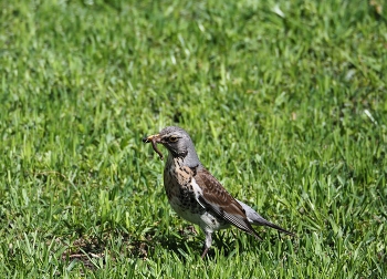 Thrush Fieldfare / ***