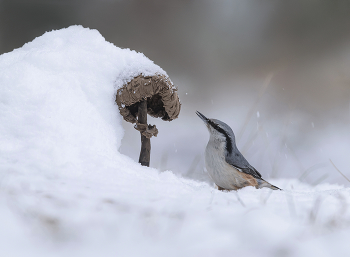 winter has come / .....