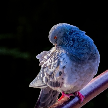 Dove / ***