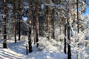 in the winter forest / ***
