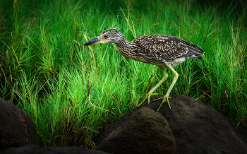 Yellow-crowned night heron (juvenile) / ***