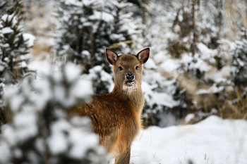 in den Winterwald / ***