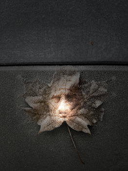 The light nose / Winter time
