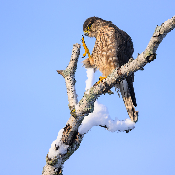 Merlin (Falco columbarius) / ***