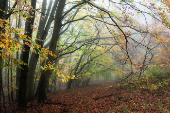 Herbstwald / ...