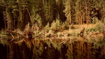 Spiegelung / ***