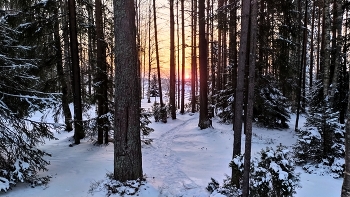 winter forest. / ***