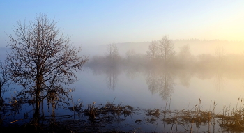 Frühling Nebel. / ***